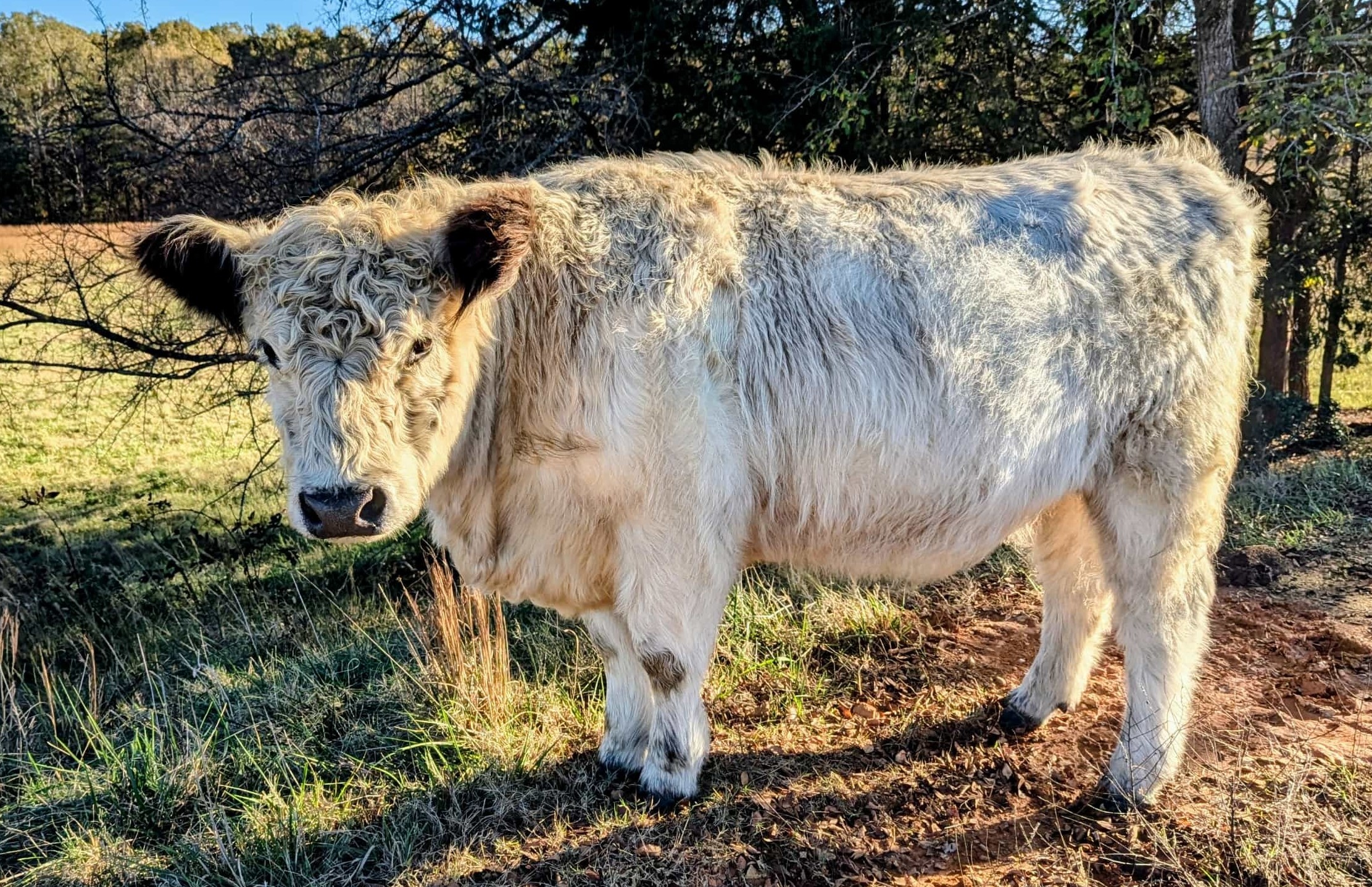 Cream-colored Highpark cattle with fluffy coat